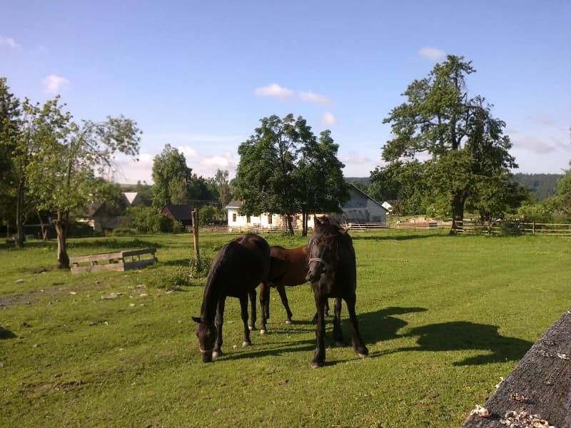 Fotografie z farmy 6