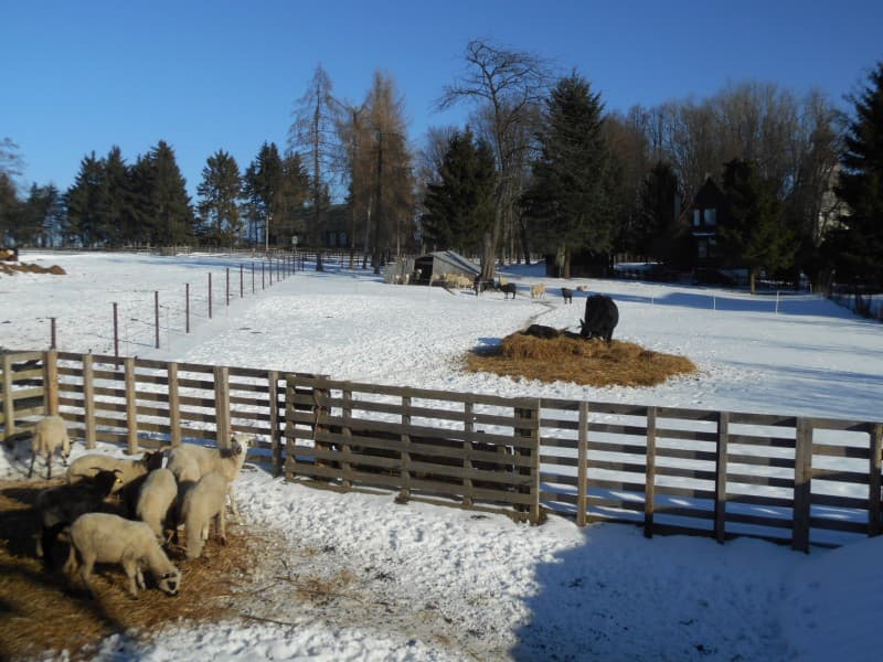 Fotografie z farmy 3