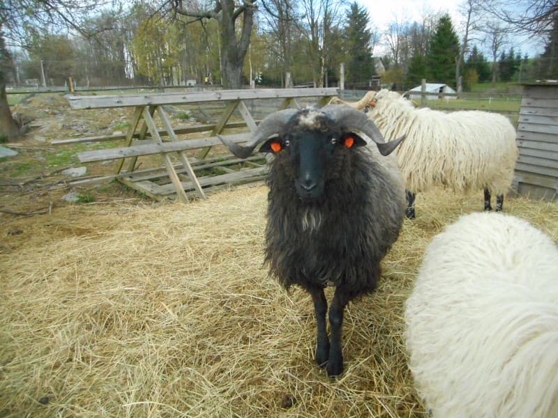 Fotografie z farmy 4