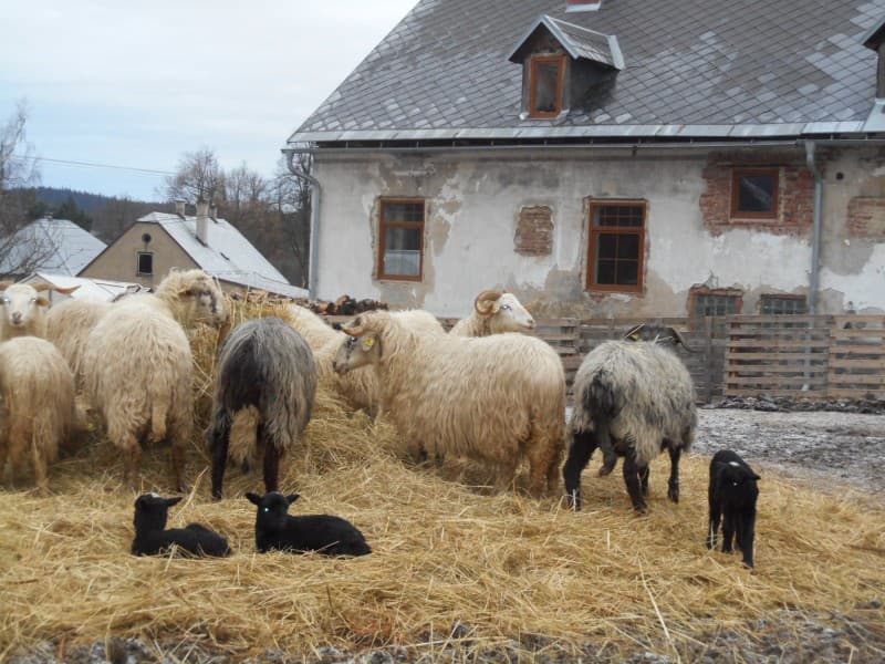 Fotografie z farmy 6